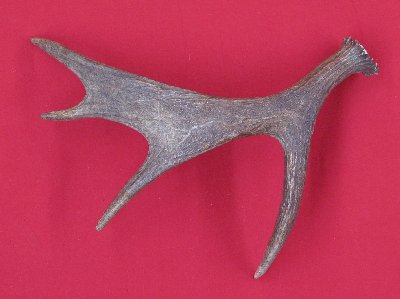 Picture of this lot Moose Antler Sides