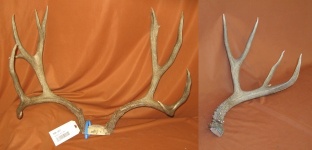 Mule Deer Antler picture