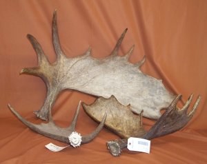 Moose antler picture