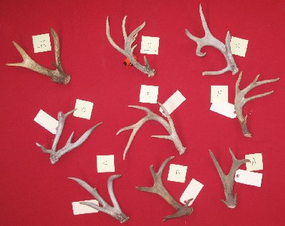 Picture of this lot Whitetail Deer Antler Sides