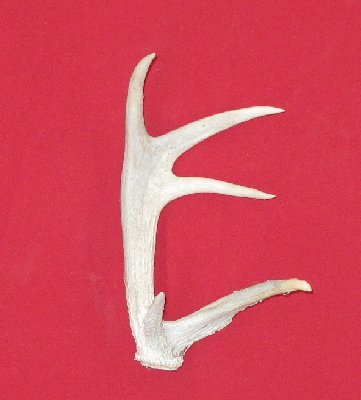 Picture of this lot Whitetail Deer Antler Sides