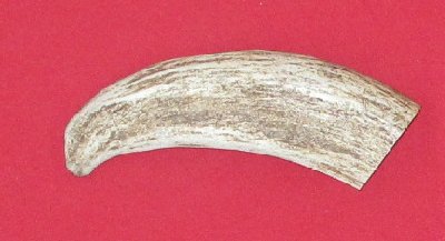Picture of this lot Elk Antler Tines