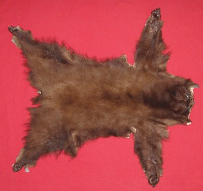 Picture of this lot Tanned Complete Black Bear Hides, Furs, Pelts, Skins