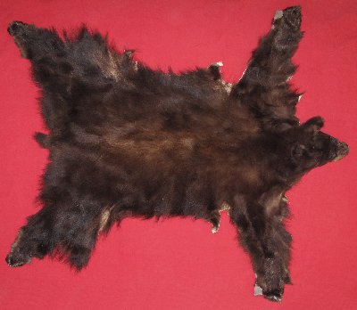 Picture of this lot Tanned Complete Black Bear Hides, Furs, Pelts, Skins