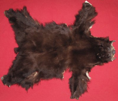 Picture of this lot Tanned No Feet Black Bear Hides, Furs, Pelts, Skins