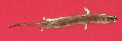 Picture of this lot Tanned Ermine / Weasel Hides, Furs, Pelts, Skins
